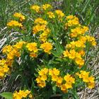Betty and Ralph Campbell Memorial Plant Preserve at Helmer Brook - hoary puccoon